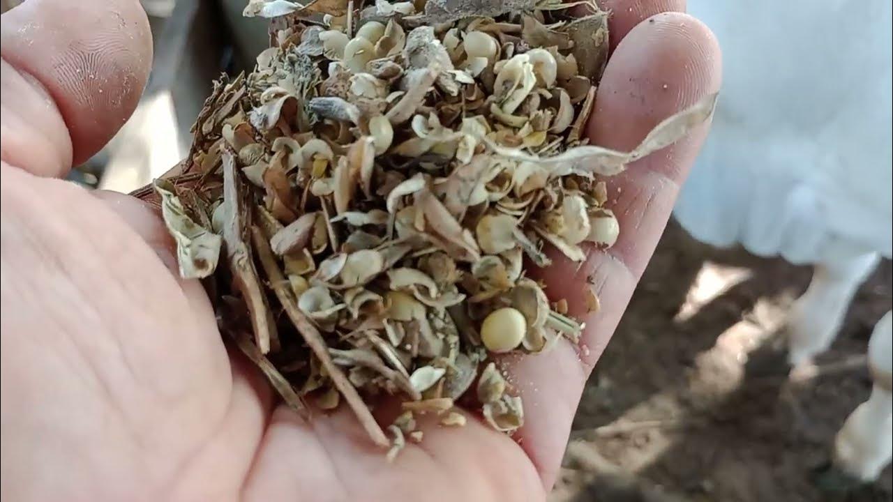 Resíduo de soja com soja e soja moída