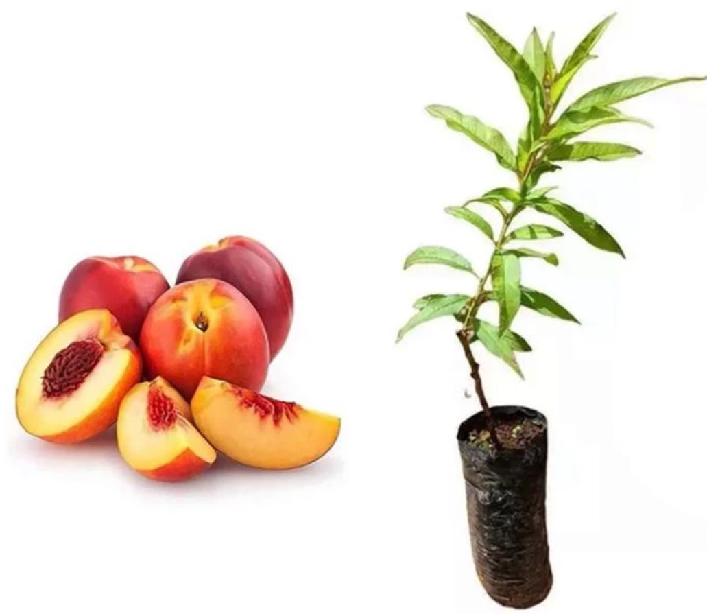 Muda De Nectarina Enxertada Para Produzir